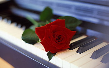 red rose on a piano, rose, still life, piano, red HD wallpaper