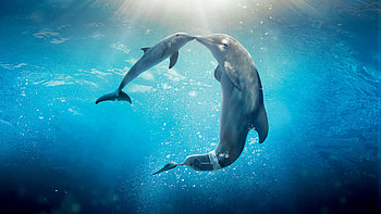 Dolphin Tale 2 movie , Aquatic adventures, Heartwarming family films, Dolphin tale sequel HD wallpaper