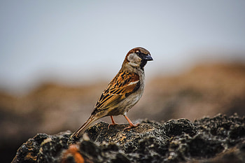 Sparrow, bird, cute HD wallpaper