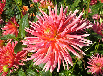 Flowers, Close-Up, Dahlias, Sunny HD wallpaper