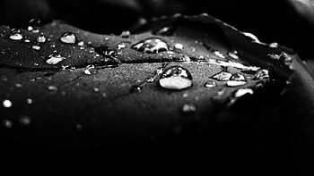 Drops, Surface, Shadow, Bw, Chb, Dew HD wallpaper