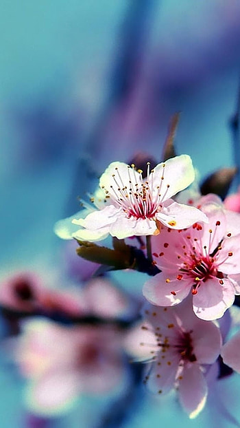 Nice, Beautiful, Pink Flowers, pink, flowers HD phone wallpaper