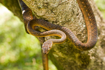 Brown tree snake, , backgrounds, Snake HD wallpaper