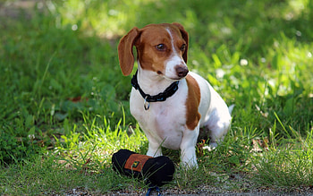 Dachshund, animal, dog, grass HD wallpaper
