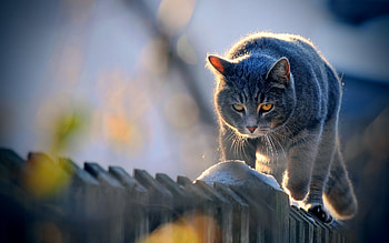 Animals, Cats HD wallpaper