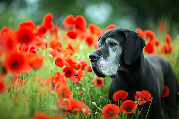 Great Dane, Smooth coat, Elegant dog breeds, Clear sight HD wallpaper