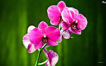 Orchids, flowers, green, red HD wallpaper