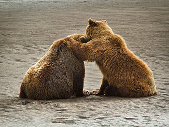 Animals, Water, Bears, Sit, Couple, Pair, Back HD wallpaper