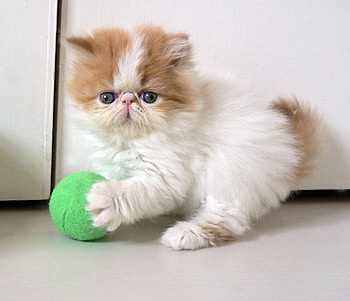 Persian playing, kitten, cat, play, persian HD wallpaper