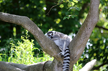 Animals, Wood, Tree, Animal, Nice, Sweetheart, Lemur HD wallpaper