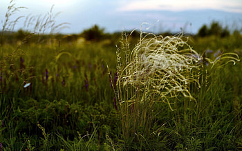 Nature, Grass, Field, Diversity, Variety HD wallpaper