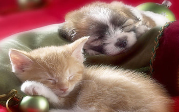 *** Small and sleeping ...***, dog, cat, sleeping, animals HD wallpaper
