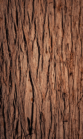 Wood, Wooden, Tree, Texture, Textures, Bark HD phone wallpaper