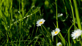 Flowers, Grass, Camomile, Plant, Macro HD wallpaper