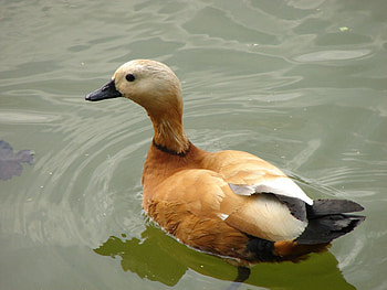 Animals, Feather, Lake, Bird, Duck, To Swim, Swim HD wallpaper