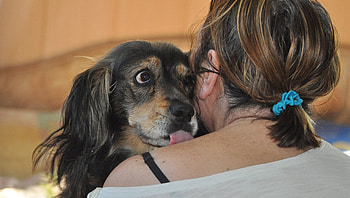 i love you, dogs, happy, animals, love HD wallpaper