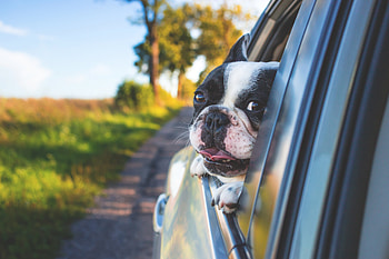 Dog Looking Outside Car Window, dog, animals, cute, graphy HD wallpaper