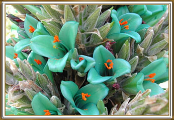 FRAMED FLOWERS, FLOWERS, NATURE, FRAMED HD wallpaper