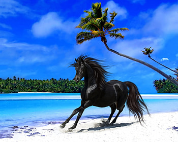 Horses, sea, summer, trees, beautiful HD wallpaper