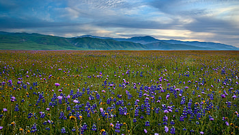 Landscape, Flowers, Fields HD wallpaper