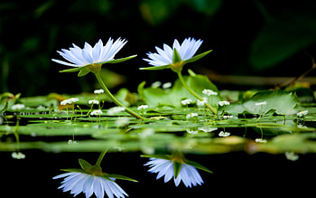 Plants, Flowers HD wallpaper