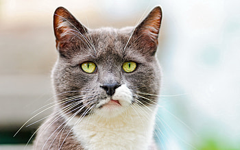 Animals, Cat, Muzzle, Spotted, Spotty, Color, Discontent, Dissatisfaction HD wallpaper