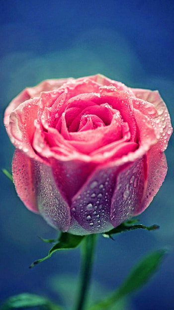 Dewy rose, Captivating dewdrops, Refreshing sight, Serene elegance HD phone wallpaper