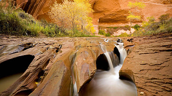 cottonwoods in coyote gulch glen canyon utah, trees, gulch, canyon, stream HD wallpaper