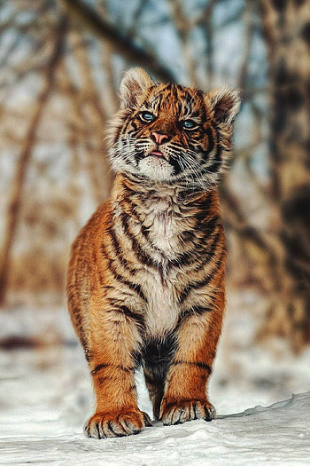 Playful tiger cubs, Adorable wild felines, Striped beauty, Majestic predators HD phone wallpaper