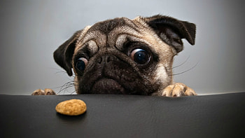 I REALLY WANT THIS, ADORABLE, PUG, CUTE, DOG HD wallpaper