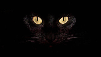 Cat eyes, For Laptop HD wallpaper