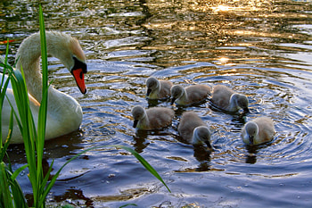 Animals, Lake, Young, To Swim, Swim, Swan, Cubs HD wallpaper