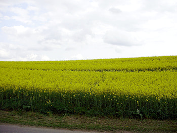 yellow field, , field, yellow HD wallpaper