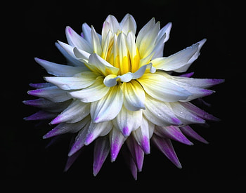 Flower, white, flowers HD wallpaper