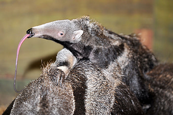 Baby anteater, Giant anteater, Weird animals, Animals HD wallpaper