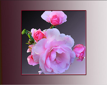 Pink roses, flowers, roses HD wallpaper
