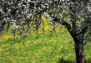 spring, blossoms, dandelion, meadow, nature, tree HD wallpaper