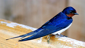 Swallow , Illustrated swallows, Avian beauty, Nature-themed HD wallpaper