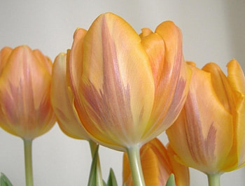 Beautiful Tulips, beautiful, flowers, tulips, light HD wallpaper