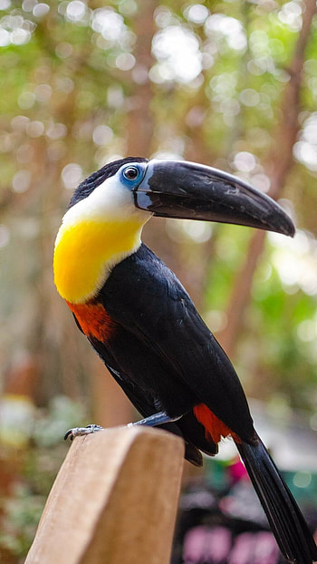 Toucans, Black Yellow Bird HD phone wallpaper
