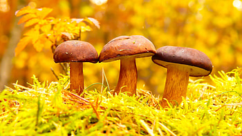 Macro graphy, Captivating textures, Mushrooms up close, Tiny natural marvels HD wallpaper