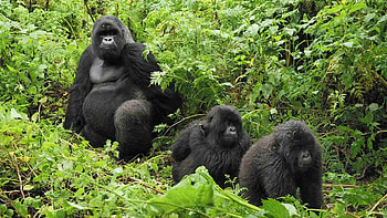 Virunga National Park, Adventure, Wildlife, Conservation HD wallpaper