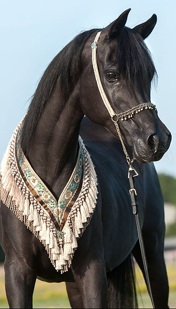 Arabic horse, sky HD phone wallpaper