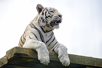Animals, Predator, Tiger, Paws, Bengal Tiger HD wallpaper