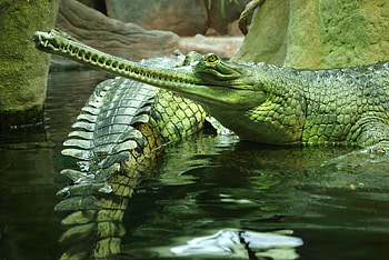 Animals, Reptile, To Swim, Swim, Crocodile, Gavials HD wallpaper
