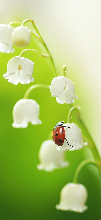 Ladybug, Lilies of the Valley HD phone wallpaper