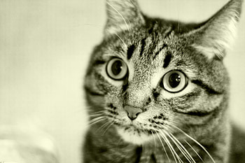 Cat, eyes, , tikhon HD wallpaper