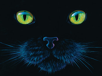 Green Eyed Beauty, eyes, cat, pretty, green HD wallpaper