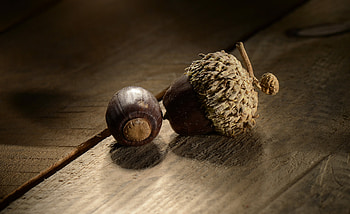 Eat an acorn, Do you have what it takes HD wallpaper