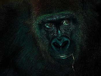 Gorilla, cool, dark HD wallpaper